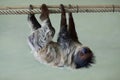 Linnaeus's two-toed sloth (Choloepus didactylus). Royalty Free Stock Photo