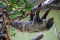 Linnaeus's two-toed sloth (Choloepus didactylus). Royalty Free Stock Photo