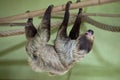 Linnaeus's two-toed sloth (Choloepus didactylus). Royalty Free Stock Photo