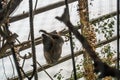 A Linnaeus`s two-toed sloth Choloepus didactylus behind the lattice hanging at the constructions of an exhibit Royalty Free Stock Photo