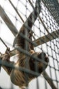 A Linnaeus`s two-toed sloth Choloepus didactylus behind the lattice hanging at the constructions of an exhibit of America Tropic Royalty Free Stock Photo