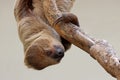 Linnaeus\'s two-toed sloth (Choloepus didactylus) Royalty Free Stock Photo