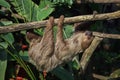 Linnaeus`s two-toed sloth Choloepus didactylus Royalty Free Stock Photo