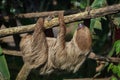 Linnaeus`s two-toed sloth Choloepus didactylus Royalty Free Stock Photo