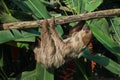 Linnaeus`s two-toed sloth Choloepus didactylus Royalty Free Stock Photo