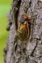 Linnaeus` 17-year Cicada   706062 Royalty Free Stock Photo