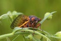 Linnaeus` 17-year Cicada    706080 Royalty Free Stock Photo