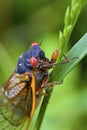 Linnaeus` 17-year Cicada   706102 Royalty Free Stock Photo