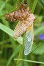 Linnaeus` 17-year Cicada Molt 706109