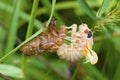 Linnaeus` 17-year Cicada Molt 706103