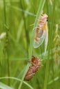 Linnaeus` 17-year Cicada Molt 706105