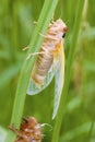 Linnaeus` 17-year Cicada Molt 706106