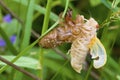 Linnaeus` 17-year Cicada Molt 706107