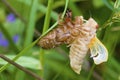 Linnaeus` 17-year Cicada Molt 706108