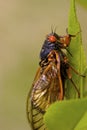 Linnaeus` 17-year Cicada 706069