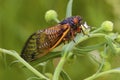 Linnaeus` 17-year Cicada  706071 Royalty Free Stock Photo