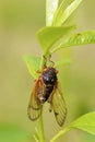 Linnaeus` 17-year Cicada  706056 Royalty Free Stock Photo