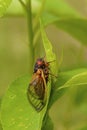 Linnaeus` 17-year Cicada  706058 Royalty Free Stock Photo