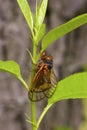 Linnaeus` 17-year Cicada  706061 Royalty Free Stock Photo