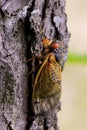 Linnaeus` 17-year Cicada  706067 Royalty Free Stock Photo