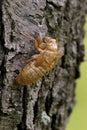 Linnaeus` 17-year Cicada Shell  706111 Royalty Free Stock Photo