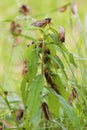 Linnaeus` 17-year Cicadas 706115