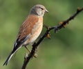 Linnet ( Acanthis cannabina ) Royalty Free Stock Photo