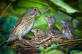 Linnet, Acanthis cannabina, Carduelis Royalty Free Stock Photo