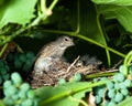 Linnet, Acanthis cannabina, Carduelis Royalty Free Stock Photo