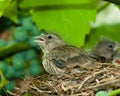 Linnet, Acanthis cannabina, Carduelis Royalty Free Stock Photo