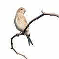 Linnet (Acanthis cannabina) Royalty Free Stock Photo