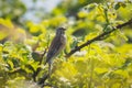 Linnet bird, Carduelis cannabina singing