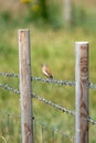 A linnet bird latin name L.cannabina on a barbed wire fence using selective focus Royalty Free Stock Photo