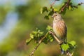 Linnet bird male, Carduelis cannabina with red breast singing