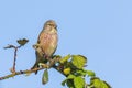 Linnet bird male, Carduelis cannabina with red breast singing