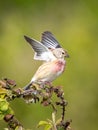 A linnet bird perched on a bramble bush flapping his wings ready to fly