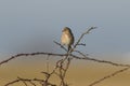 A pretty Linnet Carduelis cannabina perched on a thorny bush on the Isle of Sheppey, Kent, UK. Royalty Free Stock Photo