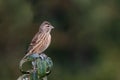 A Linnet, or Common Linnet, Linaria cannabina, female, perched o