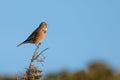 Linnet on a gorse bush Royalty Free Stock Photo