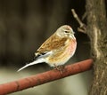 Linnet, male (Carduelis cannabina)