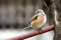 Linnet male (Carduelis cannabina)