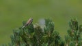 Linnet on stone pine in the high mountains Royalty Free Stock Photo