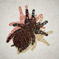 Linocut Tarantula on background Royalty Free Stock Photo