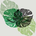 Linocut tropical Monstera leaves on background