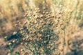 Linseed or common flax crop field