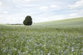 Linseed crop in summer with blue flowers Royalty Free Stock Photo