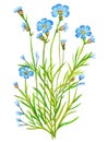 Linseed (flax) plant with flowers isolated on white background. Generative AI watercolor illustration