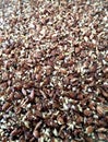 Linseed