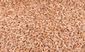 Linseeds. Flax seeds texture background. Flax seed heap background. Linseed pile closeup