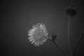 Monochrome Tropical Common Dandelion Flowers